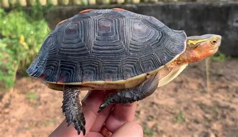 黃緣閉殼龜飼養|黃緣閉殼龜野外生活習性探秘，核心養殖技術分享「龜谷鱉老」